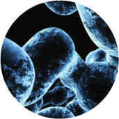 acetyl_dipeptide-1.png