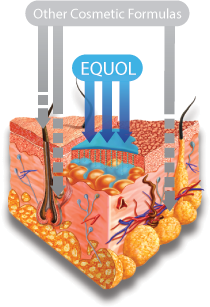 equol_skin.png